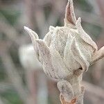 Viburnum lantana Cvet