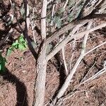 Adenanthos sericeus 樹皮