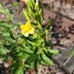 Oenothera parvifloraFlower