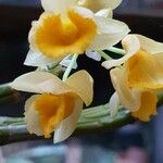 Dendrobium thyrsiflorum Flor