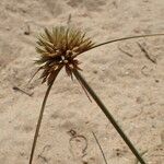 Cyperus crassipes Квітка