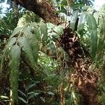 Asplenium gemmiferum Blatt