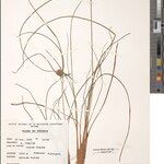 Cyperus karisimbiensis Otro