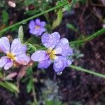Dampiera stricta Fleur