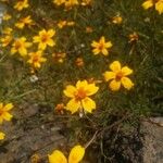 Tagetes lunulata Cvet