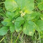 Rubus saxatilis List