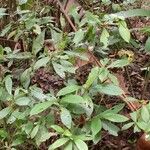 Psychotria psychotriifolia Hàbitat