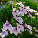 Ionopsis utricularioides Blüte