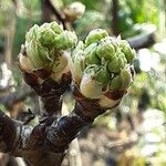 Pyrus pyrifolia Blüte