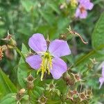 Rhexia virginica Flower