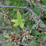 Rhododendron oreotrephes Folha