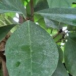 Ficus cyathistipula Leaf