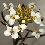 Nasturtium microphyllum Λουλούδι