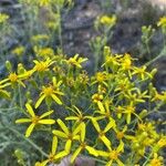 Senecio blochmaniae