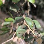 Quercus rotundifolia Leaf