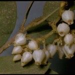 Arctostaphylos stanfordiana Blüte
