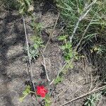 Hibiscus aponeurus Flor