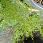Artemisia abrotanum Frunză