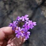 Verbena canadensis പുഷ്പം