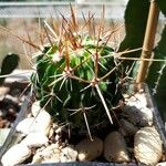 Stenocactus multicostatus Hoja