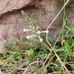 Chascanum hildebrandtii Flower