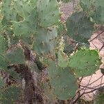 Opuntia stricta Levél