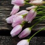 Allium roseum Flower