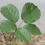 Rubus andegavensis Blad