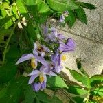 Solanum seaforthianum花