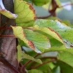 Actinidia chinensis Blad