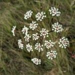 Trocdaris verticillatum Λουλούδι