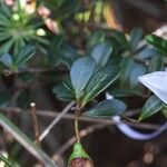 Syzygium nanum Плод