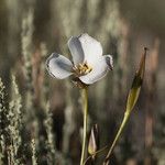 Calochortus bruneaunis Fiore