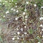 Arenaria hispida Fleur