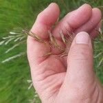 Avenula pubescens Fula