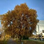 Quercus robur Συνήθη χαρακτηριστικά