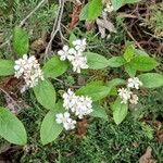 Aronia arbutifolia