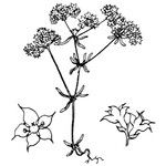 Chaetonychia cymosa Otro