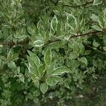 Cornus alba Leaf