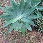 Agave attenuata Blatt