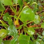 Pontederia crassipes Blatt