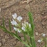 Vicia tetrasperma Цветок