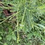 Verbena urticifolia Fruit