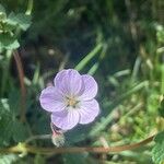 Geranium bicknelliiKvět