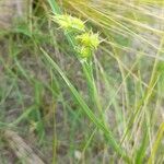 Cenchrus spinifex Облик