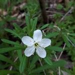 Arenaria balearica Hoja