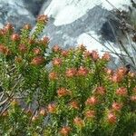 Empetrum nigrum Flower