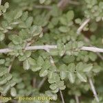Fraxinus dimorpha Otro