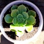 Aeonium haworthiiLeaf