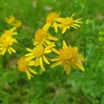 Senecio squalidusFlower